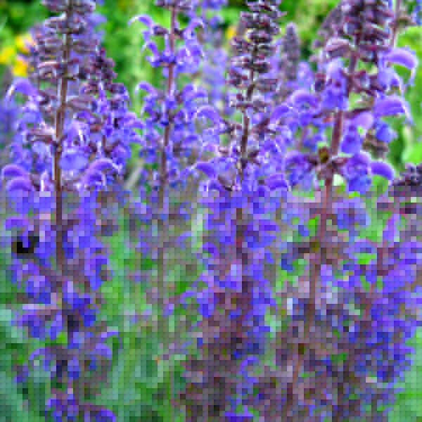 Big Photo of Salvia X Sylvestris