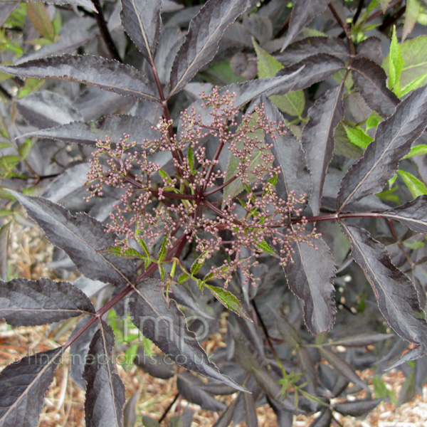 Big Photo of Sambucus Nigra