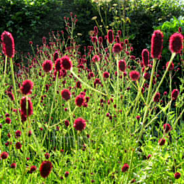 Big Photo of Sanguisorbia Officinalis