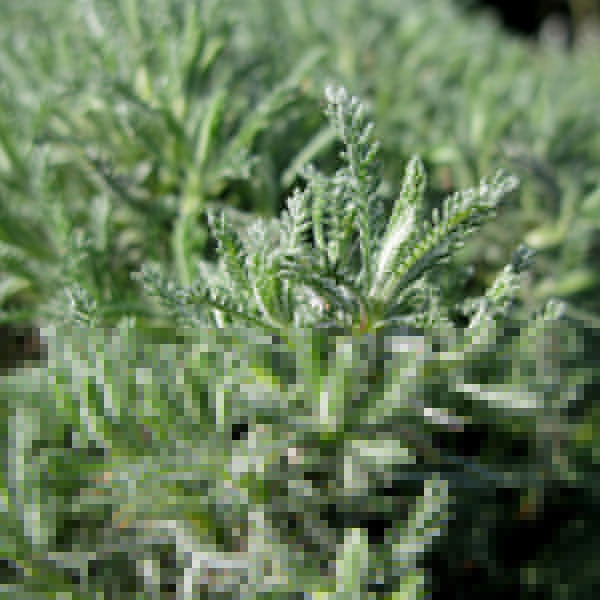 Big Photo of Santolina Pinnata, Leaf Close-up