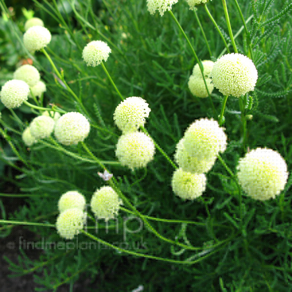 Big Photo of Santolina Rosmarinifolia, Flower Close-up