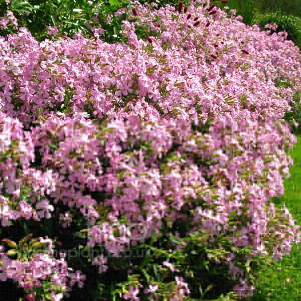 Big Photo of Saponaria X Lempergii