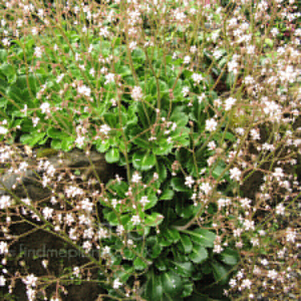Big Photo of Saxifraga Umbrosa