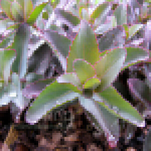 Big Photo of Sedum , Leaf Close-up