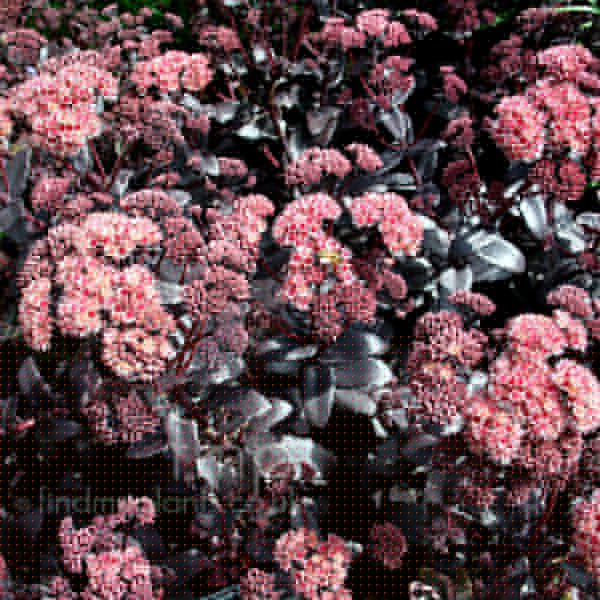 Big Photo of Sedum 