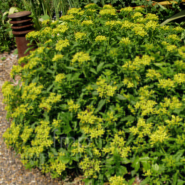 Big Photo of Sedum Selskianum