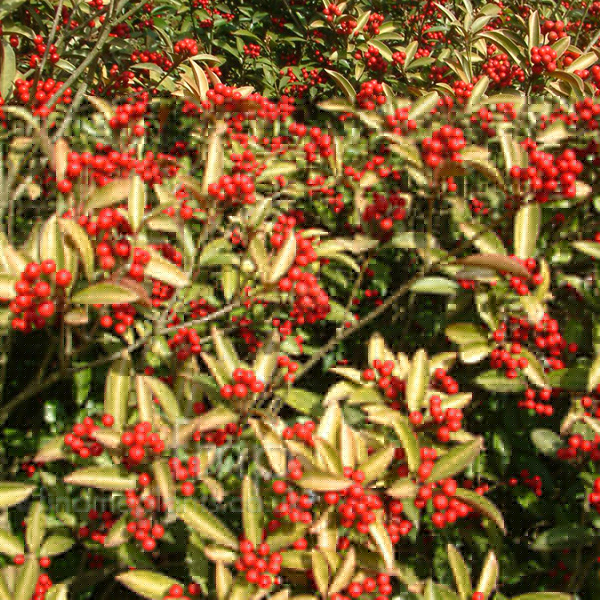 Big Photo of Skimmia Japonica