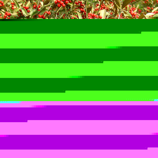 Big Photo of Skimmia Japonica