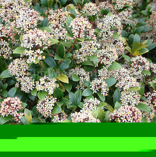 Big Photo of Skimmia Japonica