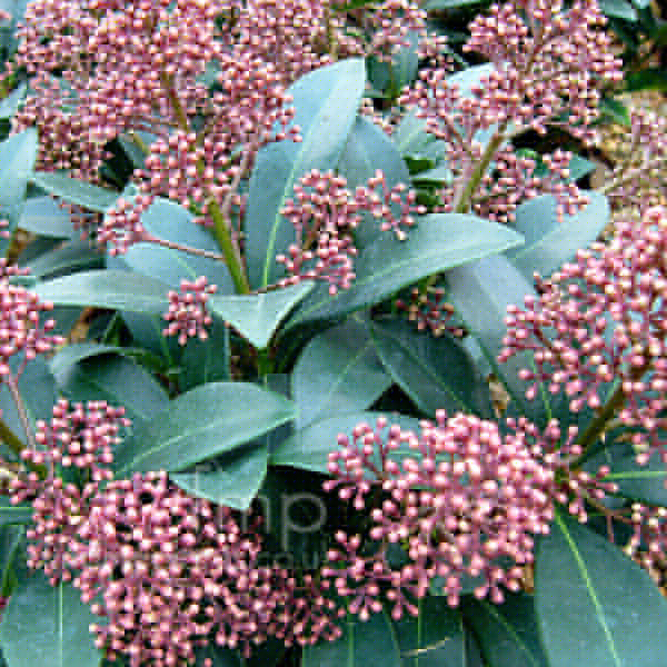Big Photo of Skimmia Japonica