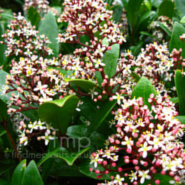 Big Photo of Skimmia Japonica, Flower Close-up
