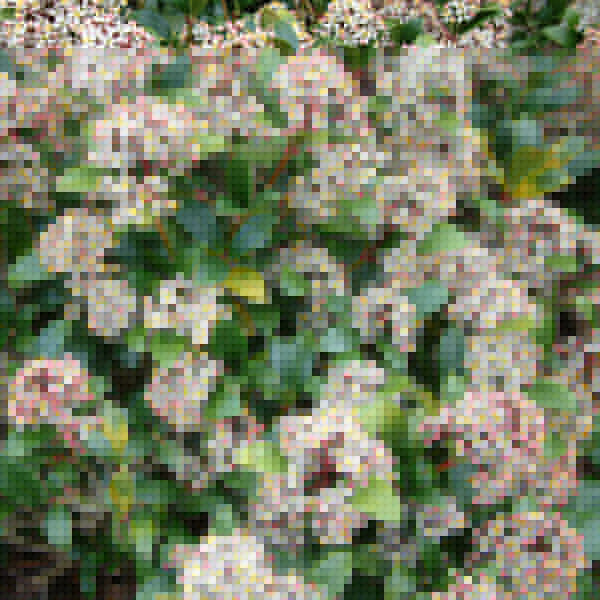 Big Photo of Skimmia Japonica