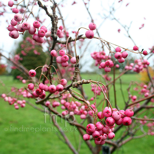 Big Photo of Sorbus Pseudovilmorinii