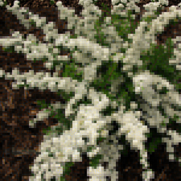 Big Photo of Spiraea Nipponica
