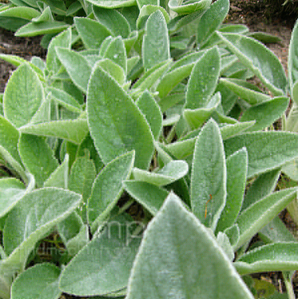Big Photo of Stachys Byzantina