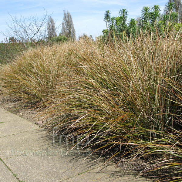 Big Photo of Stipa Arundinacea, Leaf Close-up
