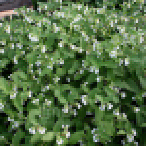 Big Photo of Symphytum 