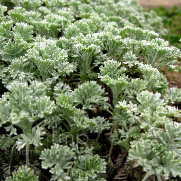 Big Photo of Tanacetum Argenteum