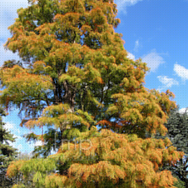 Big Photo of Taxodium Ascendens
