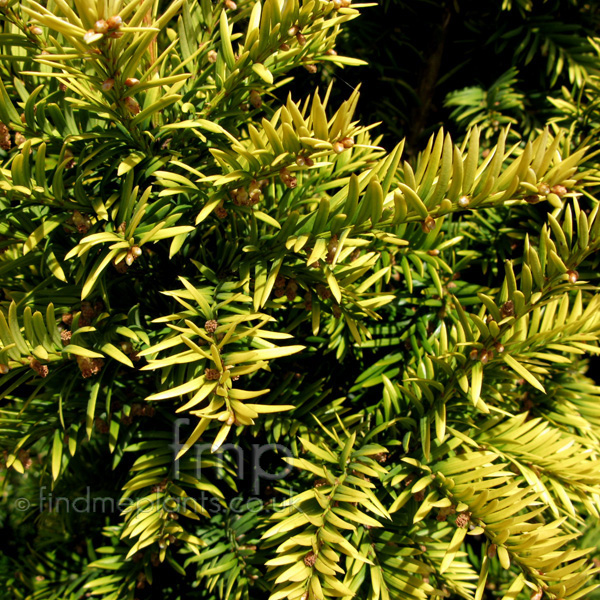 Big Photo of Taxus Baccata, Leaf Close-up