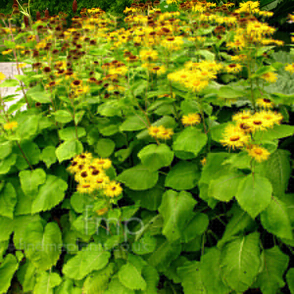 Big Photo of Telekia Speciosa