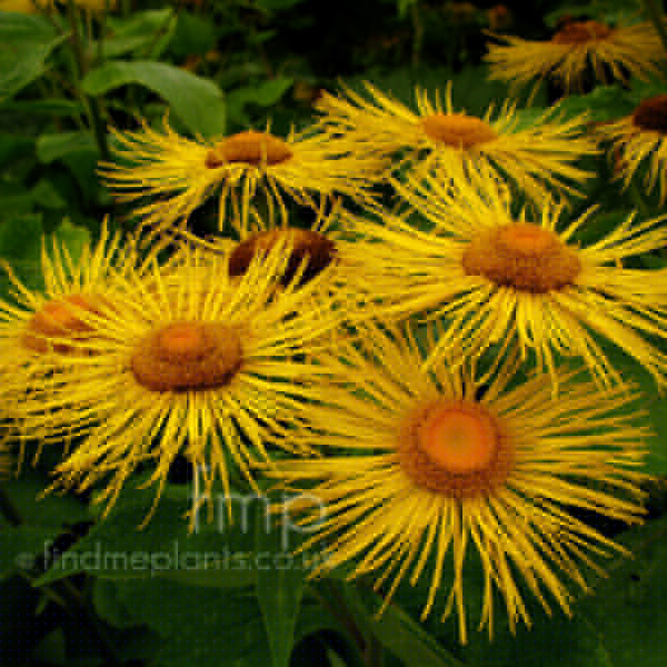 Big Photo of Telekia Speciosa, Flower Close-up