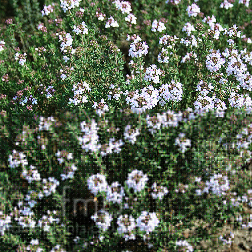 Big Photo of Thymus Vulgaris