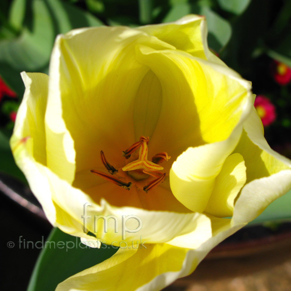 Big Photo of Tulipa , Flower Close-up