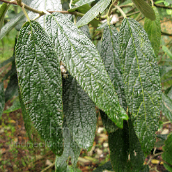 Big Photo of Viburnum Rhytidophyllum, Leaf Close-up
