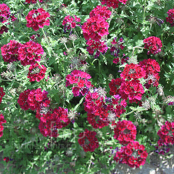 Big Photo of Verbena 