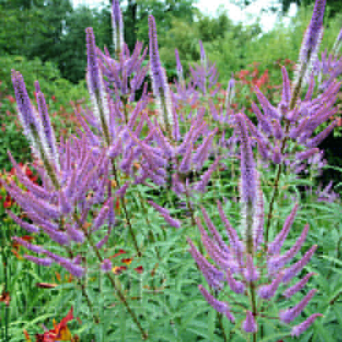 Big Photo of Veronicastrum Virginicum