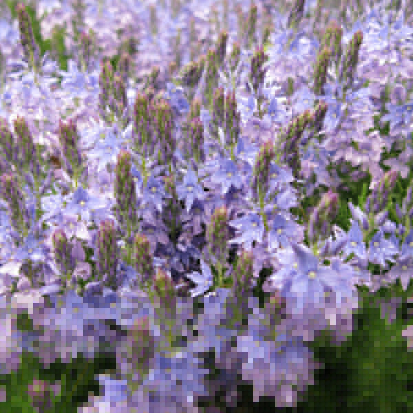 Big Photo of Veronica Pinnata
