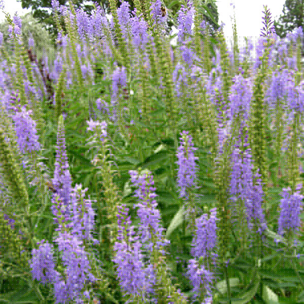 Big Photo of Veronica Spicata