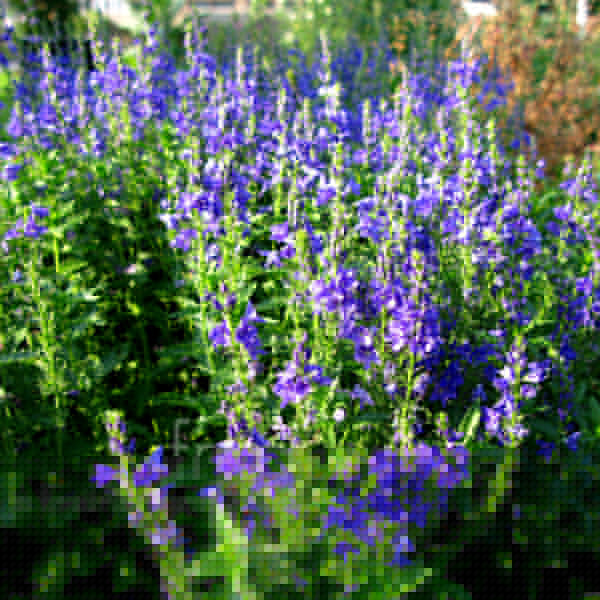 Big Photo of Veronica Teucrium