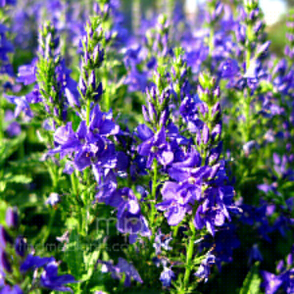 Big Photo of Veronica Teucrium, Flower Close-up