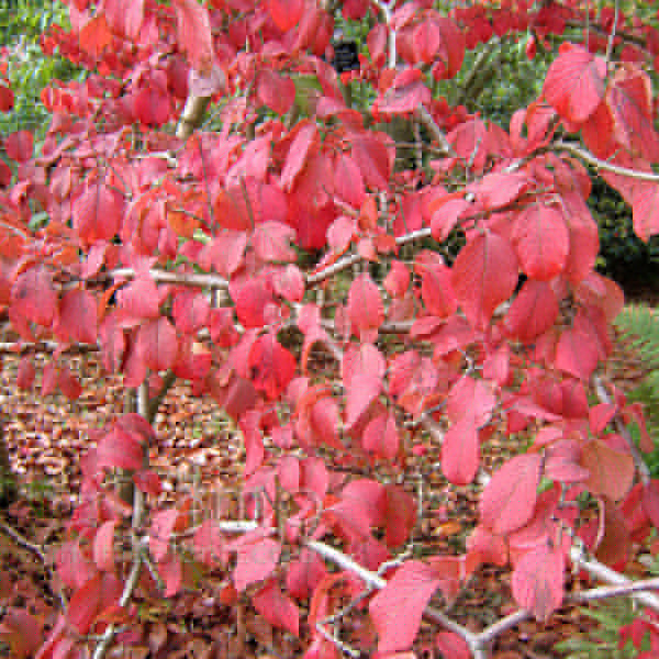 Big Photo of Viburnum Plicatum