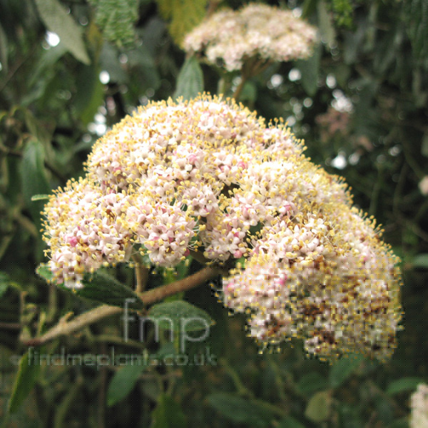 Big Photo of Viburnum Rhytidophyllum, Flower Close-up