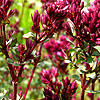 Origanum laevigatum - Herren Hausen - Origano, Origanum