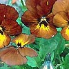 Viola - Irish Molly - Violet