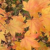 Acer palmatum - Ichigyoi