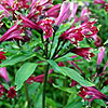 Alstroemaria brasiliensis