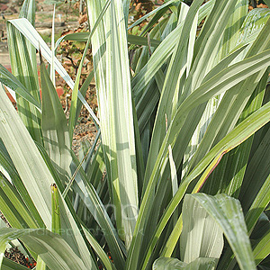 Astelia chathamica (Silver Spear)