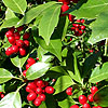 Aucuba japonica - Hillieri - Aucuba