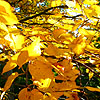 Click to view large image