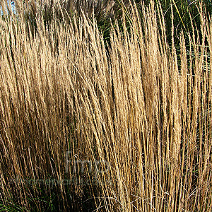 Calamagrostis epigejos - 'Hortortum' (Feather Reed Grass, Calamagrostis)