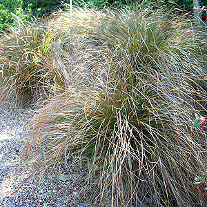 Carex testacea (Sedge, Carex)
