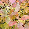 Crataegus prunifolia - Common Hawthorn
