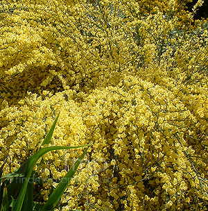 Cytisus X praecox (Broom)