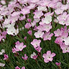 Dianthus - Nyewoods Cream - Dianthus, Pink