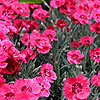 Dianthus - Red Star - Dianthus, Pink